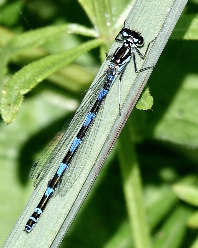 variable damselfly